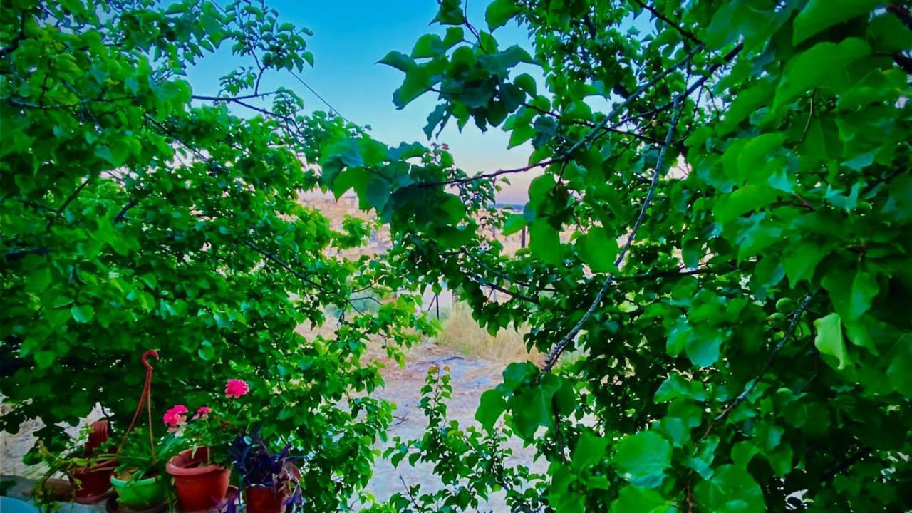 Jerash Canopy Džaraš Exteriér fotografie